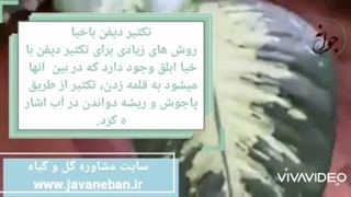 تکثیر دیفن باخیا چطوریه؟