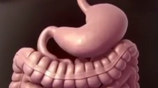 انیمیشن اسلیو معده