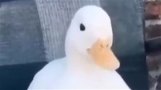 اخیی قلقلکیهههه