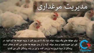 پرورش طیور در فصل زمستان در ساسکاچوان کانادا