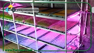 کشت علوفه هیدروپونیک آقای بهزادی از همراهان پارس صنعت