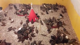 پرورش مرغ بومی در مشاغل خانگی