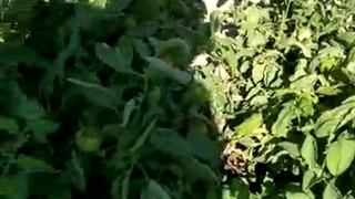 کشت گوجه فرنگی افرا - منطقه تنگ ارم - خرید بذر از فروشگاه مزرعه دانش