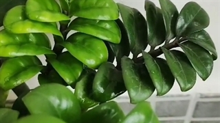 ویدئویی از زامیفولیا زنزی (Zenzi)