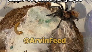 میل ورم زنده ارسال درب منزل