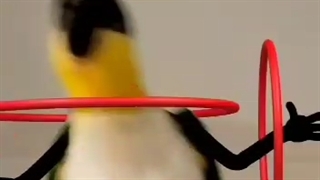 امشب دل من هوس جوراب کرده......