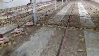 مزایای تقسیم‌بندی (پن بندی)  سالن پرورش مرغ گوشتی - بخش اول