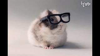 خوکچه هندی(ساخت خودم)