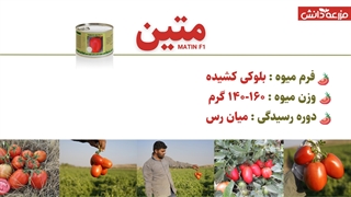 مقایسه بهترین بذر های گوجه فرنگی