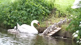 قو و جوجه ها