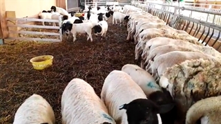 نژاد گوسفند دورپر