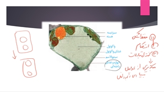 dahom_f6_g1_2
