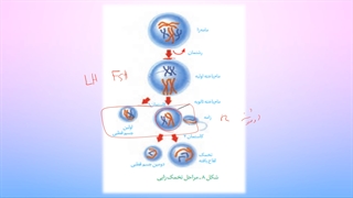 یازدهم-فصل7-ش20