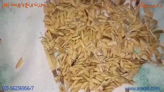 سورت برنج با پوست (جو)