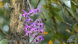 Paradise Hills by Gulf Land Developers