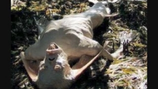 Bizarre Saltfish Man