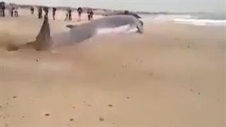 خروج اکبر حوت من البحر سبحان الله