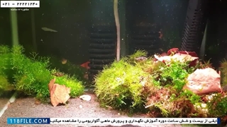 پرورش ماهی DUARF PEA PUFFER-آموزش پرورش ماهی زینتی-فیلم پرورش ماهی