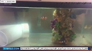 آموزش پرورش ماهی زینتی-فیلم پرورش ماهی-قرنطینه کردن ماهی آب نمک
