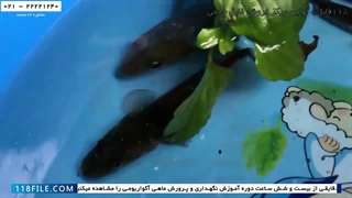 آموزش پرورش ماهی زینتی-فیلم پرورش ماهی-درمان بیماری لکه سفید