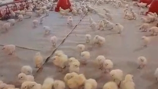 فروش جوجه گوشتی نژاد راس پلاس کاپ ارین آراس آپلاس