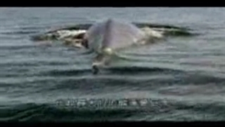 الحوت الازرق the blue whale