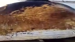 حوت ضخم ملقى على شاطئ جزیرة فرسان(جازان).flv