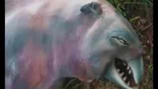 АНОМАЛЬНЫЕ СУЩЕСТВА