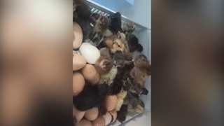 هچ 90 درصدی از دستگاه جوجه کشی 96 تایی