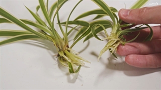 آمورش کامل تکثیر گل گندمی