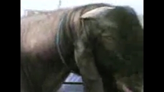 اسب وحشت ناک