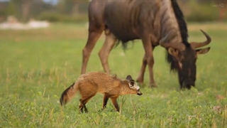 حیوان 2 - Animal 2021