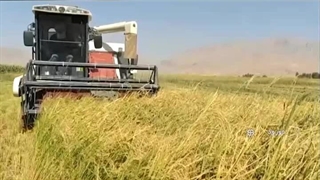 کاشت بادام زمینی در شهرهای مختلف ایران