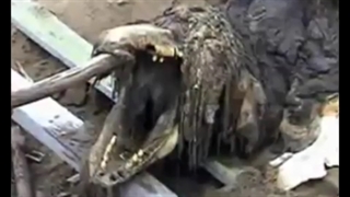 АНОМАЛЬНЫЕ СУЩЕСТВА