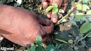 آموزش پیوند زدن گل رز
