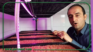 نکات مهم در استفاده از نور رشد علوفه هیدروپونیک