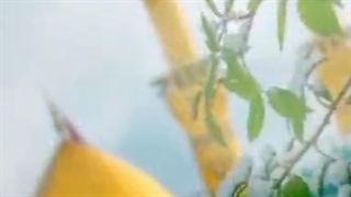 ولادت امام حسین