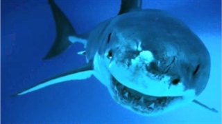 کوسه مگالودون