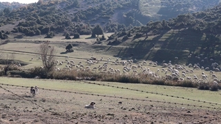 چرای گوسفندان در مراتع
