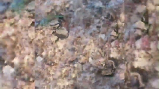 بر لب جوی نشین و گذر عمر ببین