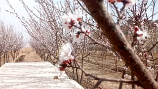 شکوفه های زیبا