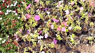 طبیعت زیبای گل ها در طبس مورخ 1400/12/20