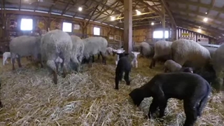 دامداری سنتی