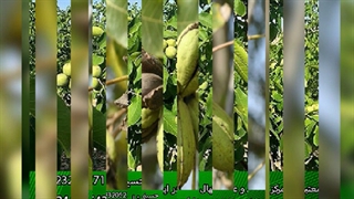 خرید نهال گردو چندلر از نهالستان اصیل گردو