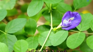 عیدتون مبارک