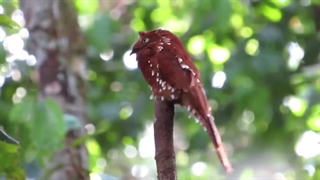 Rufous Potoo