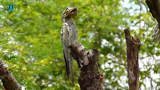 پرنده Potoo در حال استراحت