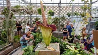تایم لپس رشد و شکوفه کردن گل مرده Corpse Flower
