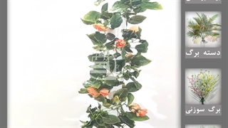 گیاه رونده رز | ریسه گلدار