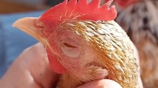 مرغارو ببینید چه نازه